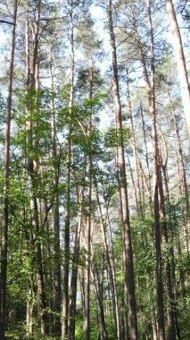 Yaz aylarında orman manzarasının dikey videosu, yavaş çekim