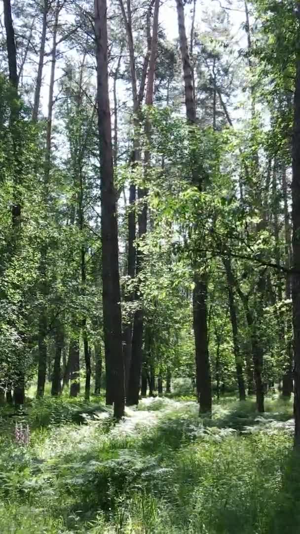उन्हाळ्यात वन लँडस्केपचा अनुलंब व्हिडिओ, हळू चळवळ — स्टॉक व्हिडिओ