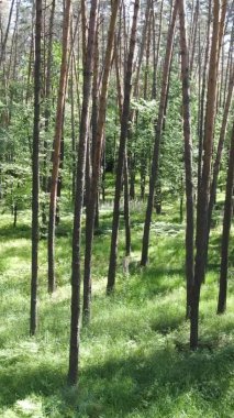 Yaz aylarında orman manzarasının dikey videosu, yavaş çekim