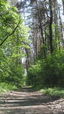 Yaz aylarında orman manzarasının dikey videosu, yavaş çekim