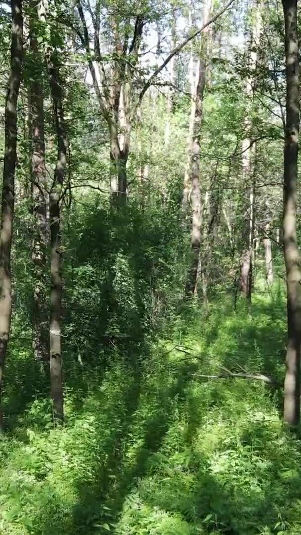 Vertical video of forest landscape in summer, slow motion — Stock Video