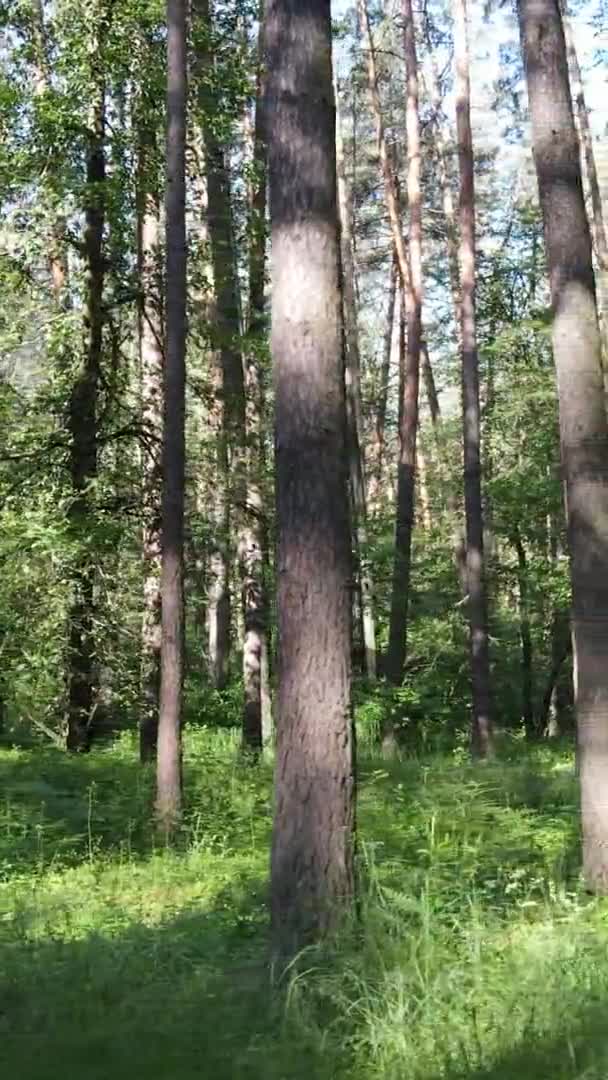 Vídeo vertical del paisaje forestal en verano, cámara lenta — Vídeo de stock