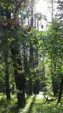 Yaz aylarında orman manzarasının dikey videosu, yavaş çekim