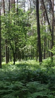 Yaz aylarında orman manzarasının dikey videosu, yavaş çekim