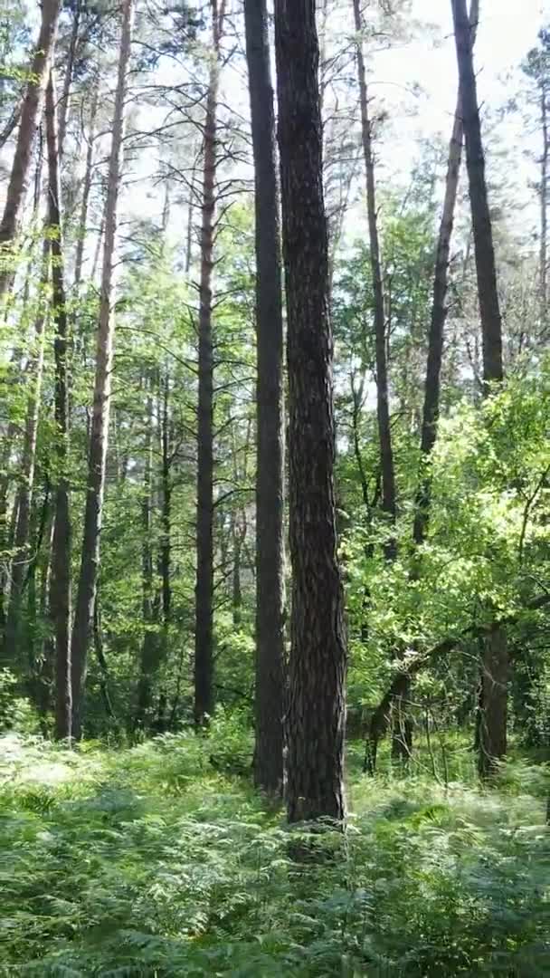 Vídeo vertical da paisagem florestal no verão, câmera lenta — Vídeo de Stock