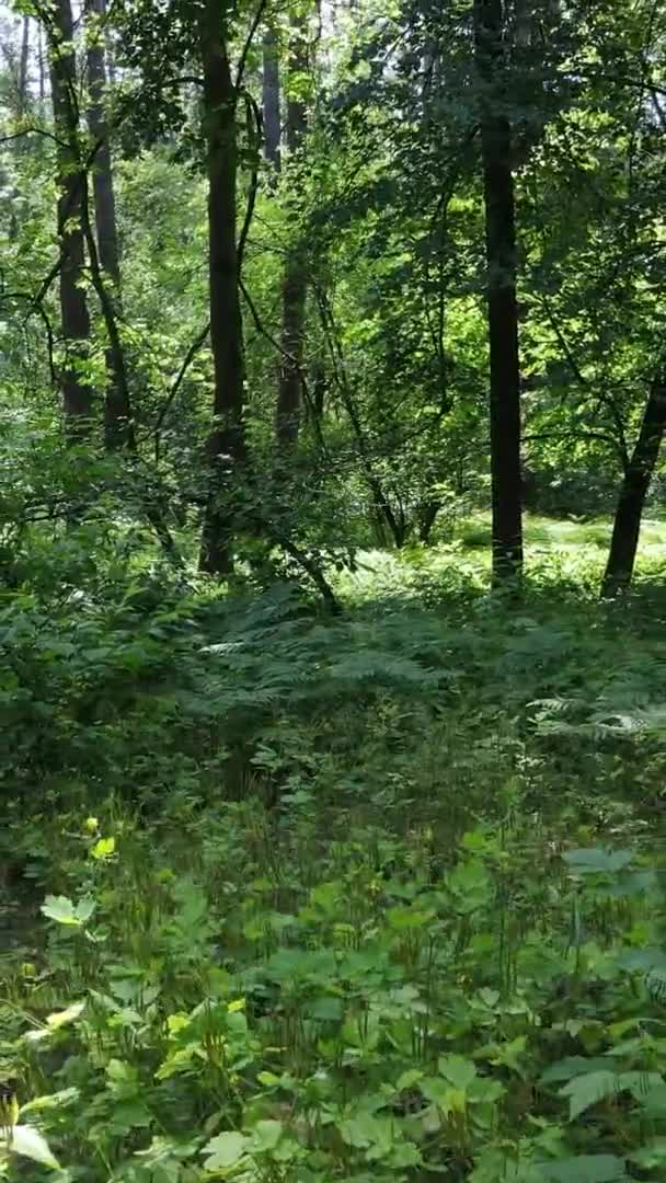 Yaz aylarında orman manzarasının dikey videosu, yavaş çekim — Stok video