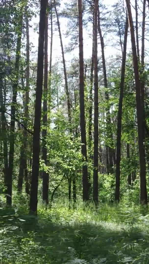 Vertikales Video der Waldlandschaft im Sommer, Zeitlupe — Stockvideo