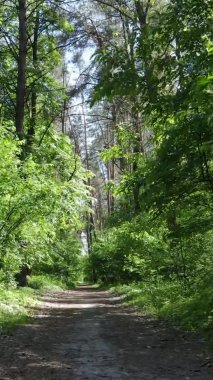 Yaz aylarında orman manzarasının dikey videosu, yavaş çekim