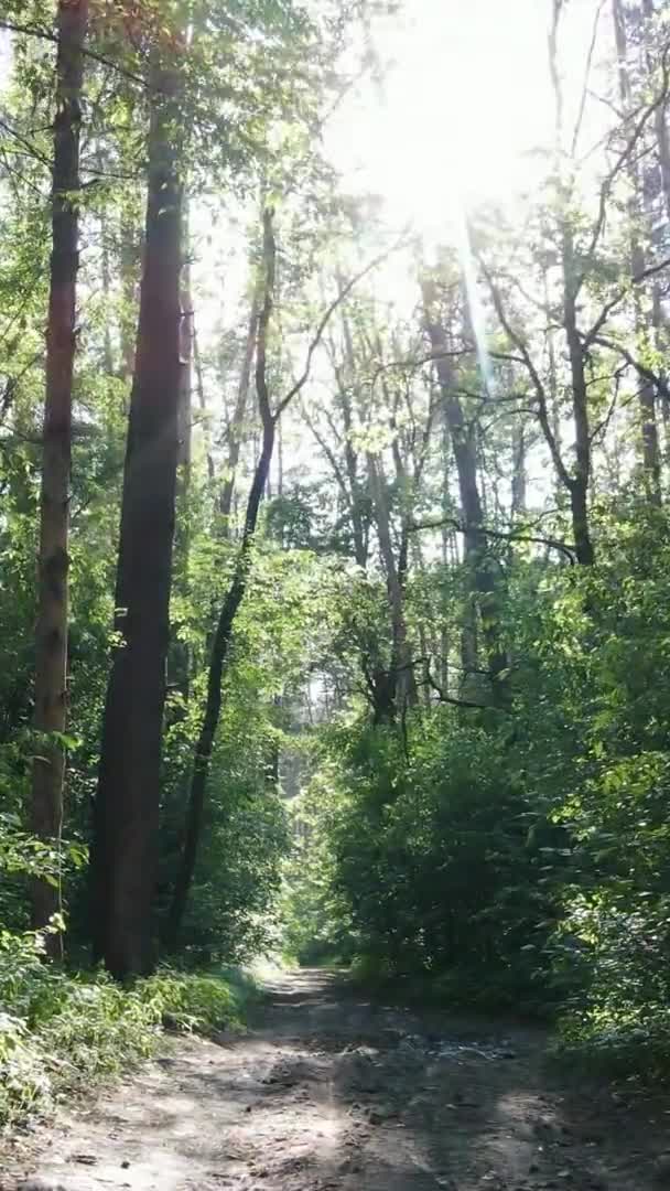 Vídeo vertical del paisaje forestal en verano, cámara lenta — Vídeo de stock