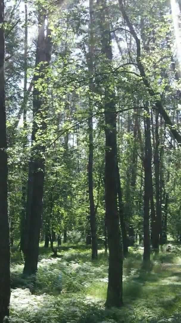 Vídeo vertical da paisagem florestal no verão, câmera lenta — Vídeo de Stock