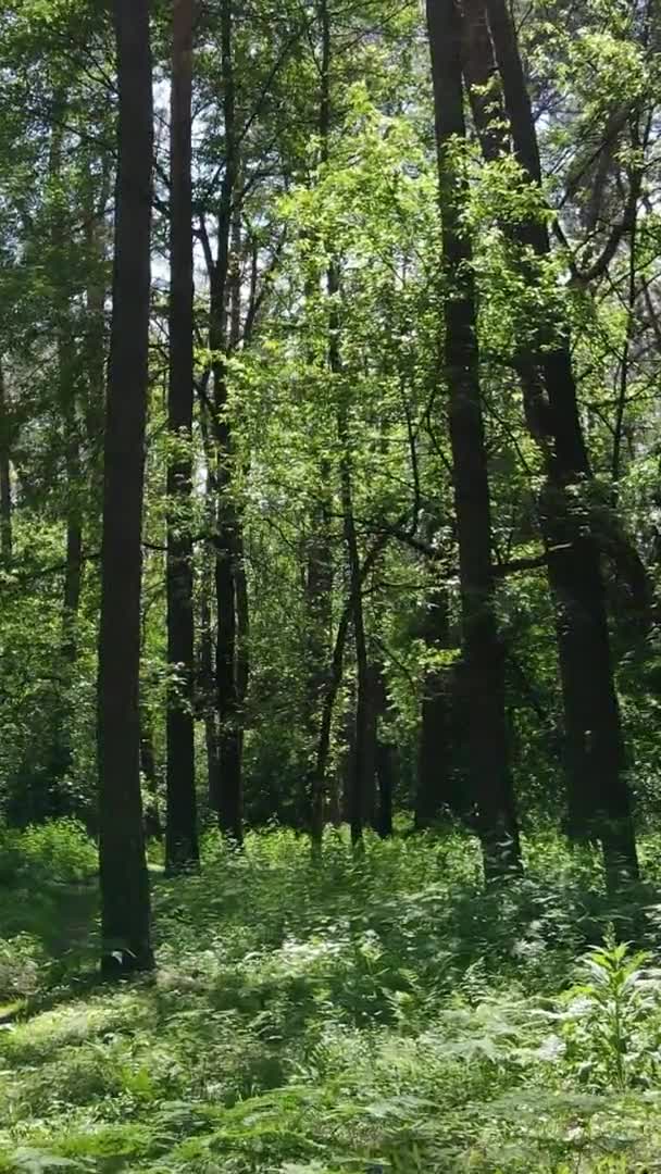 Вертикальное видео лесного пейзажа летом, замедленная съемка — стоковое видео