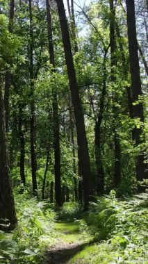 Yaz aylarında orman manzarasının dikey videosu, yavaş çekim