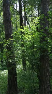 Yaz aylarında orman manzarasının dikey videosu, yavaş çekim