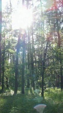 Yaz aylarında orman manzarasının dikey videosu, yavaş çekim