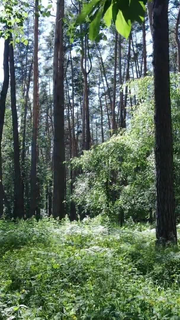 Vertikales Video der Waldlandschaft im Sommer, Zeitlupe — Stockvideo