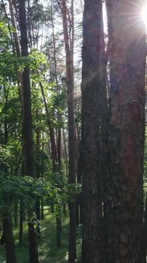 Yaz aylarında orman manzarasının dikey videosu, yavaş çekim