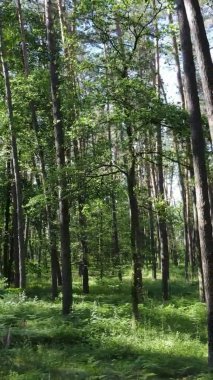 Yaz aylarında orman manzarasının dikey videosu, yavaş çekim