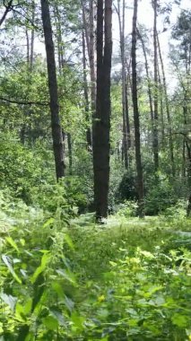 Yaz aylarında orman manzarasının dikey videosu, yavaş çekim