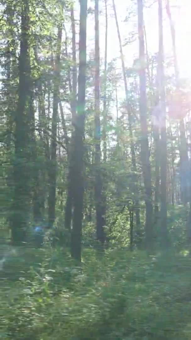 Vídeo vertical del paisaje forestal en verano, cámara lenta — Vídeo de stock