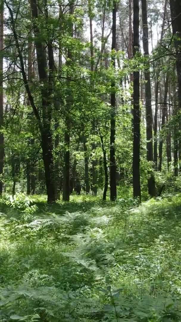 วิดีโอแนวตั้งของภูมิทัศน์ป่าในฤดูร้อน, การเคลื่อนไหวช้า — วีดีโอสต็อก