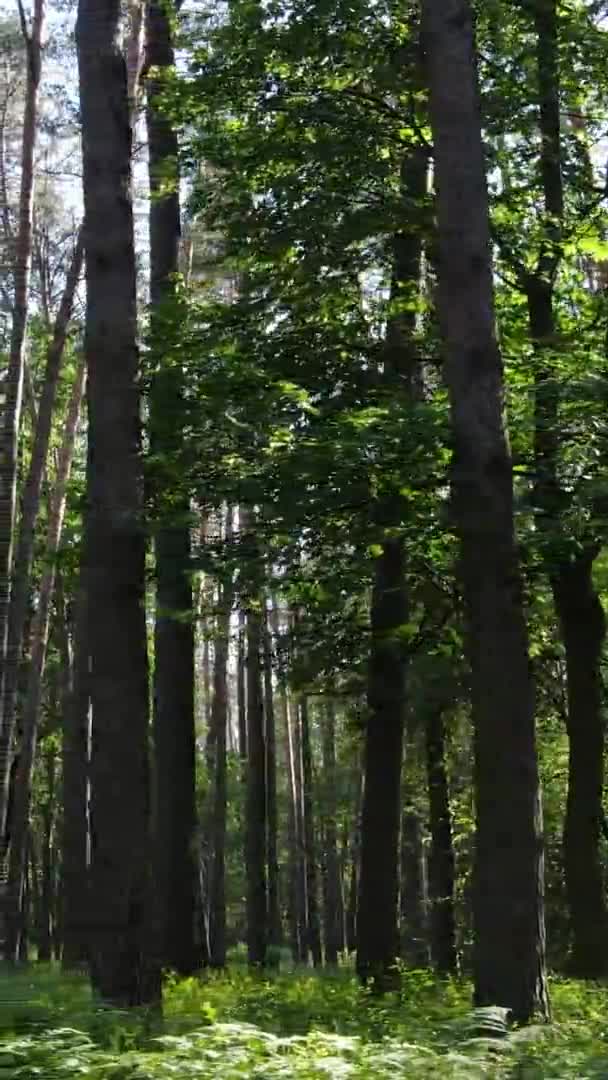 Vídeo vertical da paisagem florestal no verão, câmera lenta — Vídeo de Stock