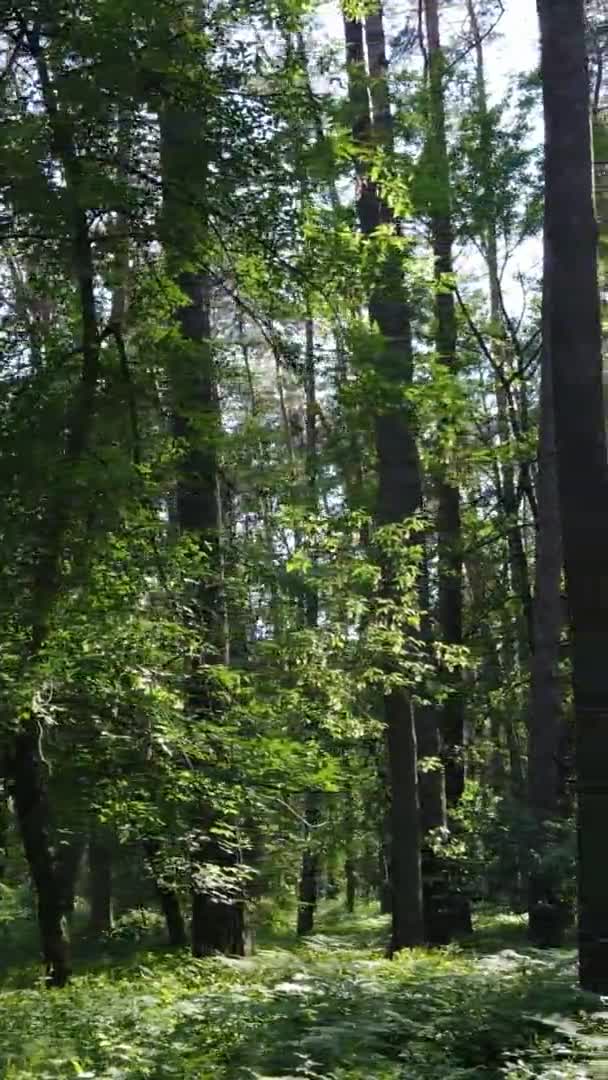 Vertikales Video der Waldlandschaft im Sommer, Zeitlupe — Stockvideo