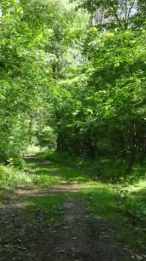 Ağaçlı bir ormanın dikey videosu