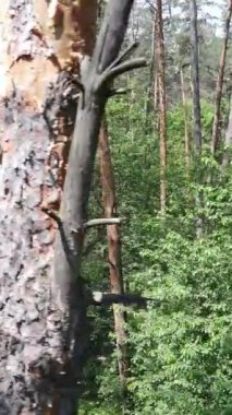 Ağaçlı bir ormanın dikey videosu