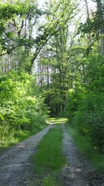 Ağaçlı bir ormanın dikey videosu