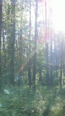 Ağaçlı bir ormanın dikey videosu