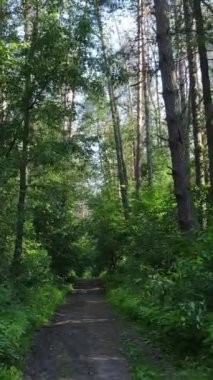 Ağaçlı bir ormanın dikey videosu