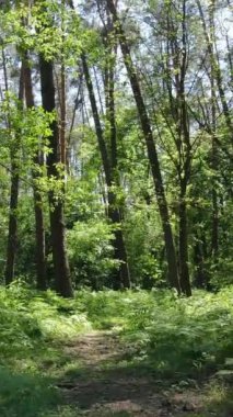 Ağaçlı bir ormanın dikey videosu