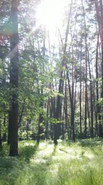 Ağaçlı bir ormanın dikey videosu