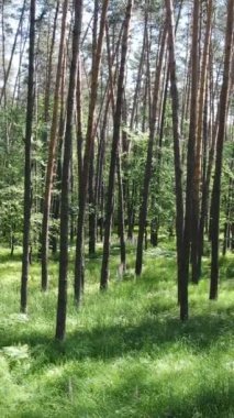 Ağaçlı bir ormanın dikey videosu