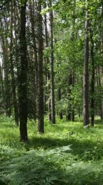 Ağaçlı bir ormanın dikey videosu