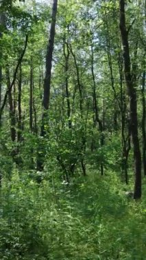 Ağaçlı bir ormanın dikey videosu