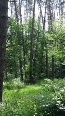 Ağaçlı bir ormanın dikey videosu