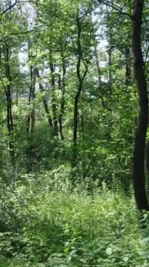 Ağaçlı bir ormanın dikey videosu