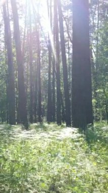 Ağaçlı bir ormanın dikey videosu