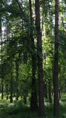 Ağaçlı bir ormanın dikey videosu