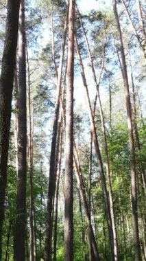 Ağaçlı bir ormanın dikey videosu