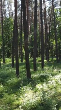 Ağaçlı bir ormanın dikey videosu