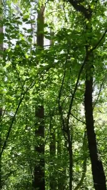 Vídeo vertical de un bosque con árboles — Vídeo de stock