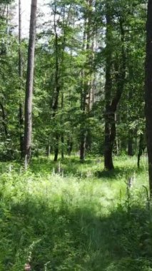 Ağaçlı bir ormanın dikey videosu