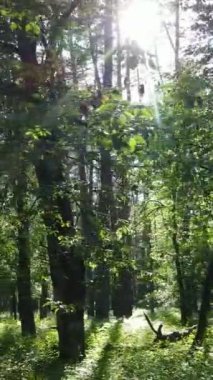 Ağaçlı bir ormanın dikey videosu