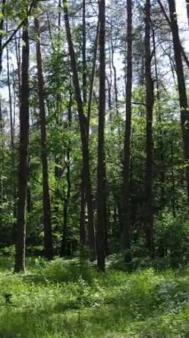 Ağaçlı bir ormanın dikey videosu