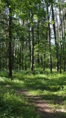 Ağaçlı bir ormanın dikey videosu