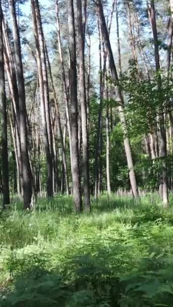 木のある森の垂直ビデオ — ストック動画