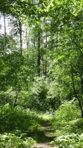 Vertikální video lesa se stromy — Stock video