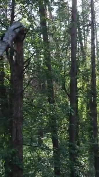 Verticale video van een bos met bomen — Stockvideo